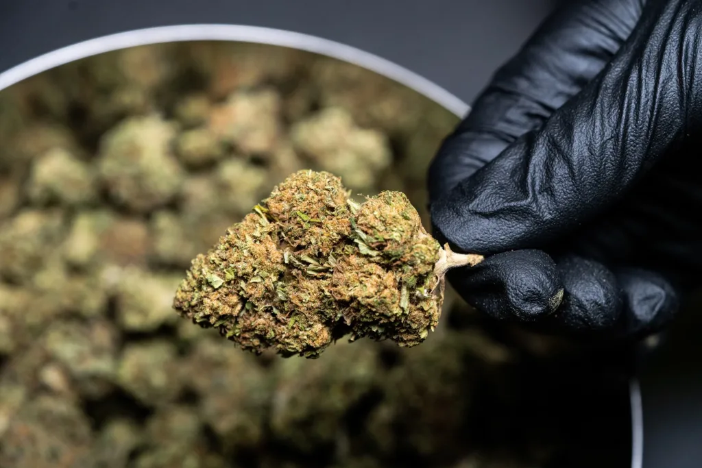 What Are The Reasons To buy weed online montreal Dispensary