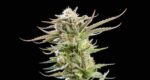 Sativa vs Indica: Exploring Product Labels and Cannabis Terminology