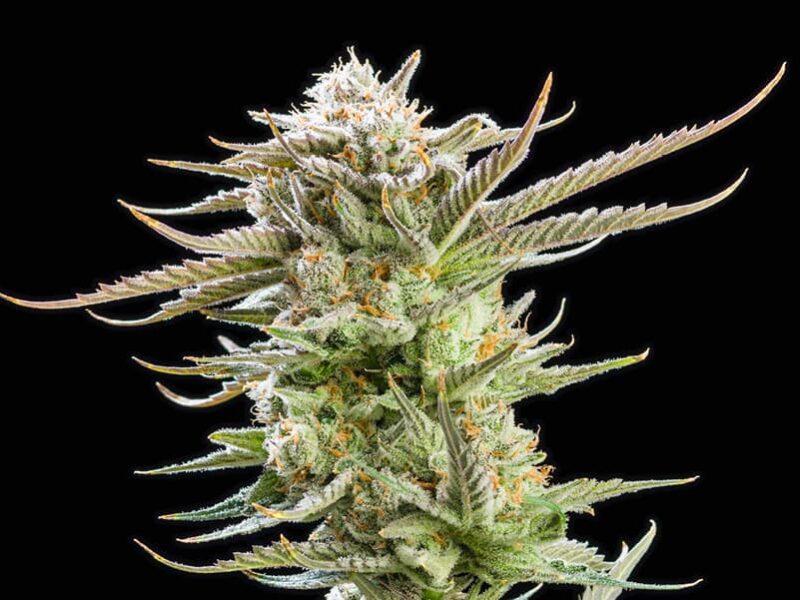 Close-up image of a cannabis plant with detailed trichomes and leaves against a black background